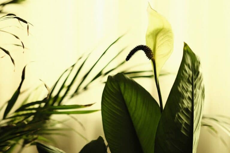 peace lily feng shui placement