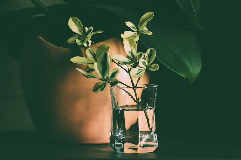 spider plant can grow in water