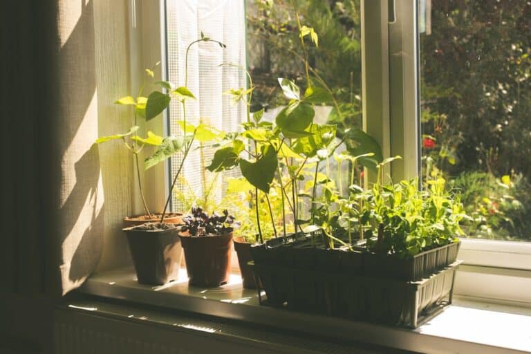 air purifier indoor plants for home