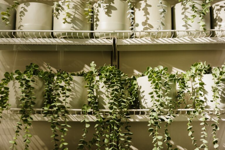 best plants to improve indoor air quality