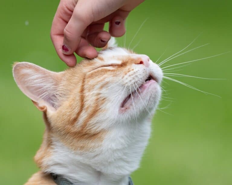 how to reduce cat allergies in the home
