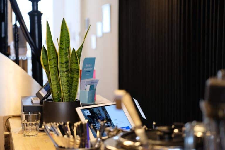 snake plant benefits in bedroom